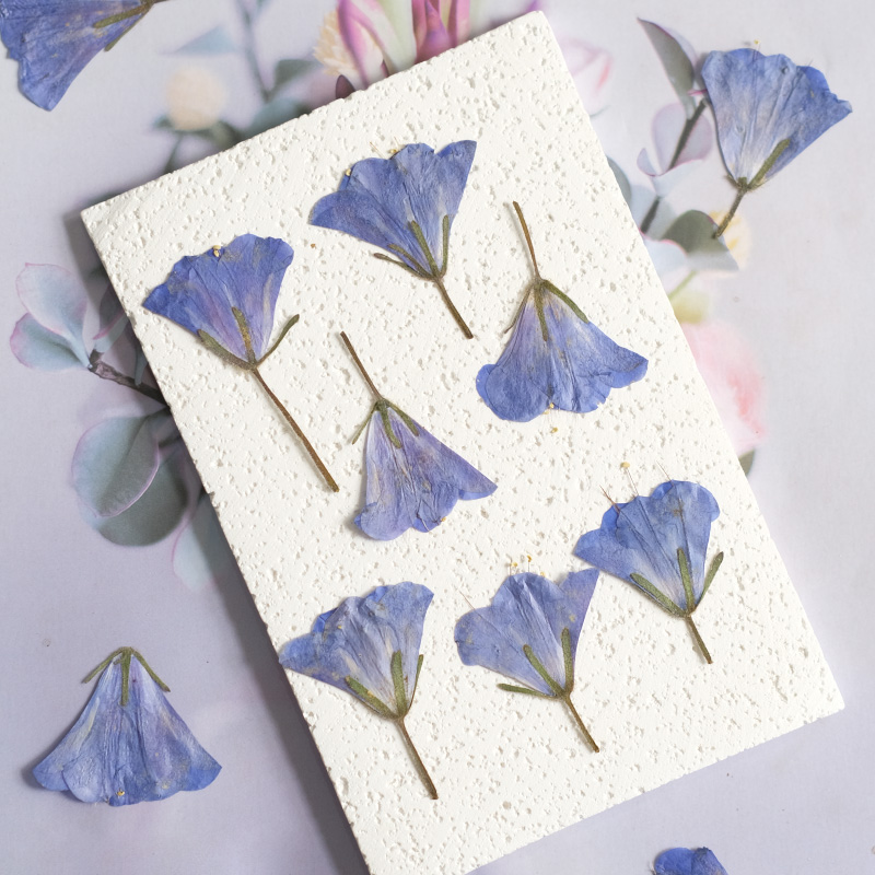 12pcs/3-5cm,nature Bluebell Em - Beauty Makeup Bridal recensione e prezzo