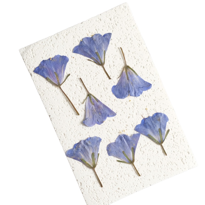 12pcs/3-5cm,nature Bluebell Em - Beauty Makeup Bridal recensione e prezzo