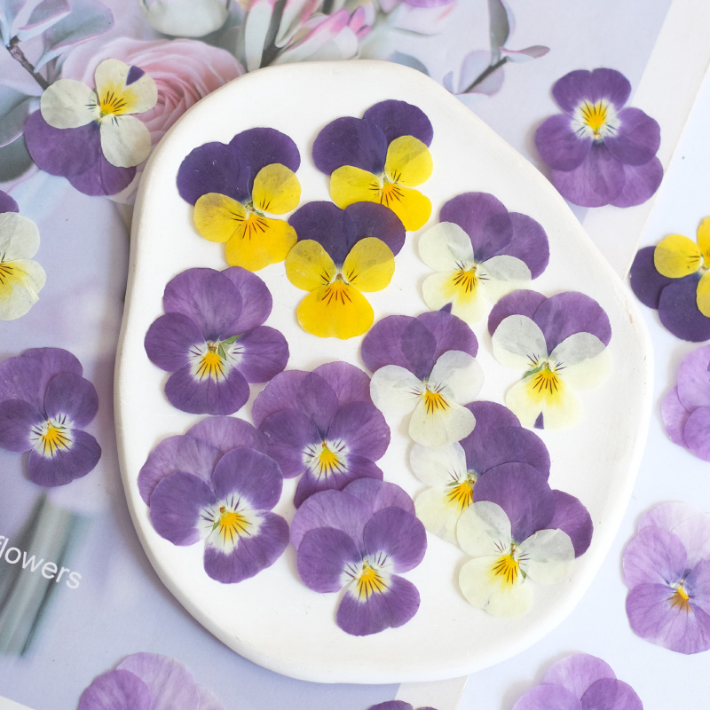12pcs,nature Pansy Dried Flowe - Beauty Makeup Bridal recensione e prezzo