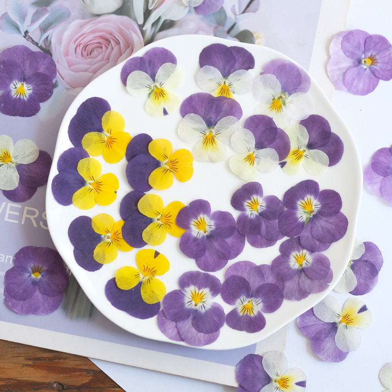 12pcs,nature Pansy Dried Flowe - Beauty Makeup Bridal recensione e prezzo
