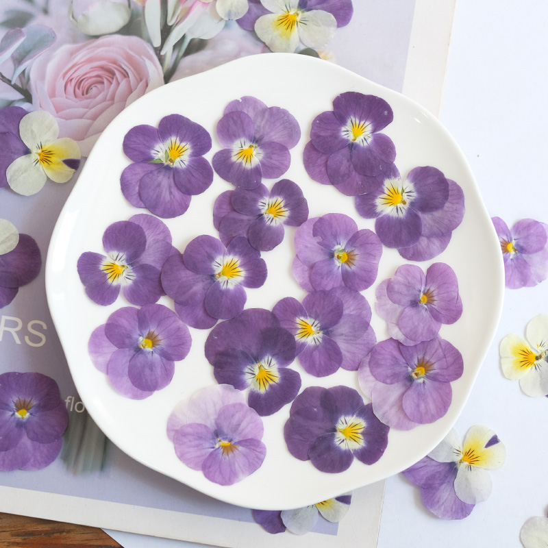12pcs,nature Pansy Dried Flowe - Beauty Makeup Bridal recensione e prezzo